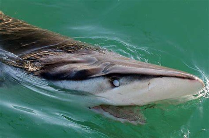 Unveiling The Enigma: Oahu Shark Attacks Unraveled