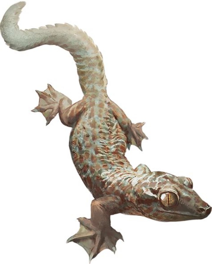 Unveiling The Enigmatic D&D Lizard Race: Unraveling Their Secrets