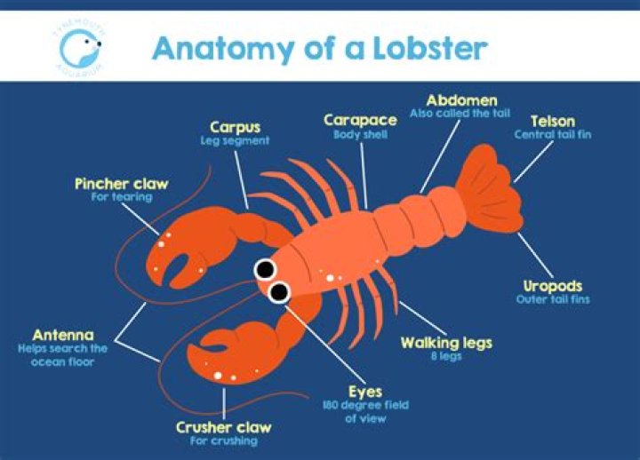 Unveiling The Enigmatic Meaning Of The "Rock Lobster" Song: Discoveries And Insights