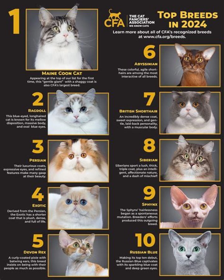Unveiling The Enigmatic World Of Exotic Looking Cat Breeds