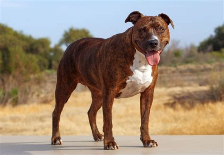 Unveiling The Enigmatic World Of Pitbull Wife Photos: Discoveries And Insights