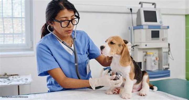 Unveiling The Impact Of Renowned Hispanic Veterinarians: Discoveries And Insights