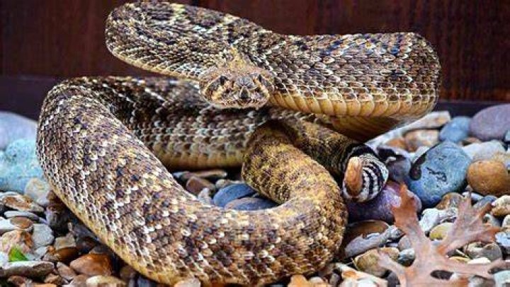 Unveiling The Residence Of The Texas Rattlesnake: Where Does Steve Austin Live?