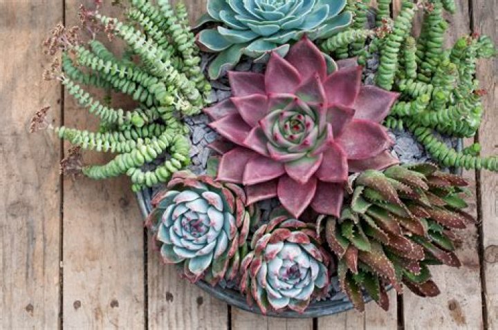 Unveiling The Secrets Of Cacti And Succulents With Helene Vivian Soule