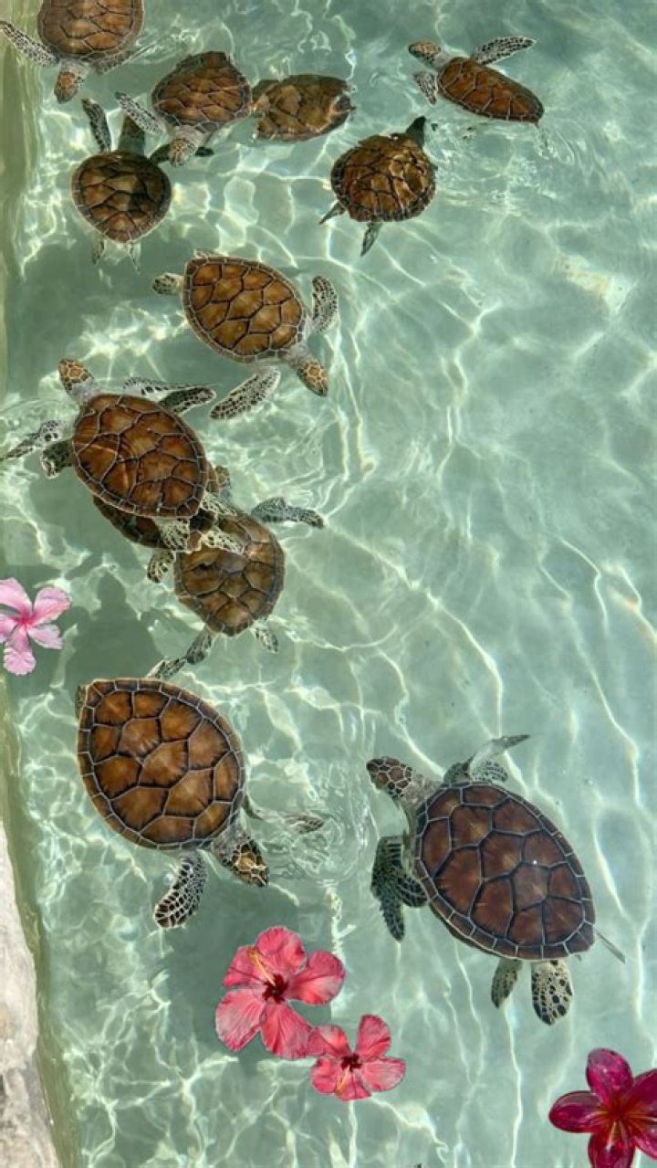 Unveiling The Secrets Of Hawaii's Enigmatic Sand Turtles