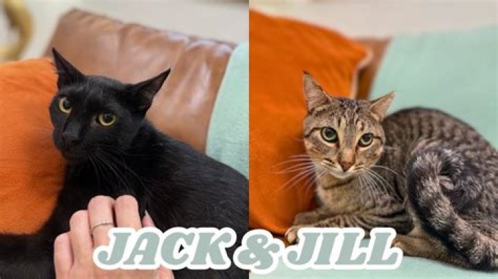 Watch Purrfectduo Cam Shows & Recordings