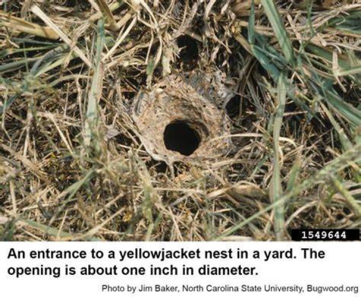 Where Do Yellow Jackets Build Their Nests?