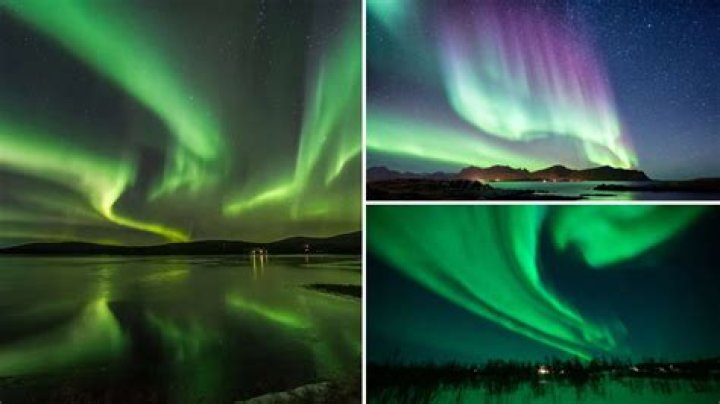 Witness The Elusive Aurora Borealis Among The Realm Of Animals